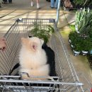 보라꽃화원 | [경기 파주] 조인폴리아 / 강아지 동반 후기