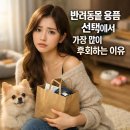 길음동물병원 | 반려동물 용품 선택, 왜 늘 후회만 남을까?