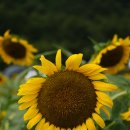 해바라기공원 Daum카페