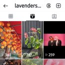 Lavenders 네이버블로그