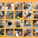 배꼽시개 이미지