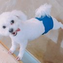 차르도르 애견카페 이미지