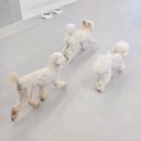 프릿토핏 이미지