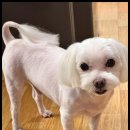 베베펫 천안 강아지분양 고양이분양 이미지