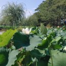 회산백련지 관광안내소 이미지