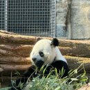 아시아DC마트 | [미국 뉴욕 여행.13] 워싱턴DC 스미소니언 국립동물원 | 무료입장, 운영시간, 관람소요시간 (+기념품샵...
