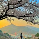 노량나루터 공원 | 경남 남해 벚꽃 남해대교 나루터휴게소 노량공원 유채꽃밭