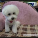 루비애견 이미지