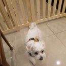 위드펫동물병원 미용실 이미지