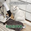 고양이미용&호텔 냥집사 이미지