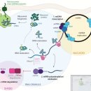 Re:Transcription, Processing, and Decay of Mitochondrial RNA in Health and Disease 이미지