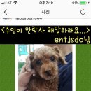 주인이 안락사 해달라고 놓고간 아이 유기견 공고에도 오르지 못합니다. (강아지입양글야) 이미지