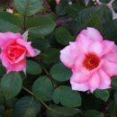 안석주내과의원 이미지