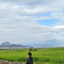 신화빌딩 | [제주] 4월엔 가파도 "청보리+유채꽃" / 신화월드 무료 유채밭🌼