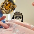 31140-8-22-3 | 퀸스산부인과 맥도날드(맥수술) 22주차 경부길이 2.3cm👶🏻 응급수술후기😭