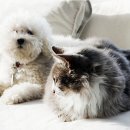 펫퍼스트 24시 강아지분양고양이분양 용인점 이미지