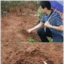 중차(中茶)와 꽃마 보이차 이미지