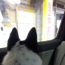 정철 동물병원 이미지