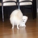 써니펫시터 | [인천 펫시터/ 펫시터 후기] 구름