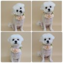 댕그루밍 이미지