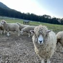 김천목장 이미지