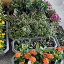 임자만났네마을 이미지