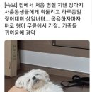 명절 고전 짤 이미지