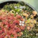 피그메아 이미지