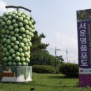 안성서운포도 이미지
