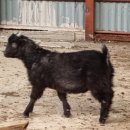 가평흑염소농장 이미지