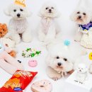 땅콩 애견유치원 | 달링랜드 애견유치원 원생 땅콩이 ! 부산을 잠시 떠난동안 달링쌤들이 부모입니다. ! :D 🎂 “땅콩이의...