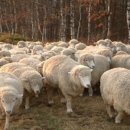 양떼목장 이미지