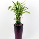 중앙꽃집 이미지