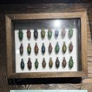 꿀벌체험장 | 생물도감 팬이라면 꼭 가야 할 곳! 521농업생태체험장 꿀벌이야기 후기