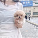 퍼피플라워 이미지