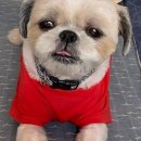 망토 두른 강아지 이미지