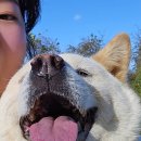 우리집 똥강아지 | 전주강아지유치원 우리집똥강아지 다녀온 후기!(+애견목욕)
