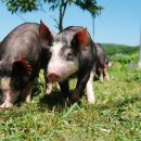 마산축산 이미지