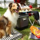 애견의 집 이미지