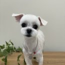 댕실댕실 이미지