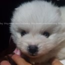 루이펫독 이미지