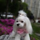 몽퍼피 이미지