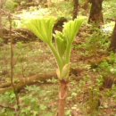 한국의 나무(4) -땃두릅나무(Oplopanax horridus) 이미지