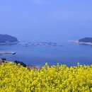 청산도봄 이미지