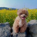 소문켄넬 이미지