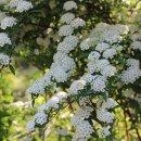 시골마당 이미지