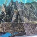 내린천민물매운탕 이미지