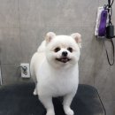 제라펫 이미지