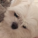 냠냠펫푸드 | 하림펫푸드 밥이보약 강아지 눈물사료 영양톡톡 눈영양제 8주차 급여후기