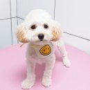 오룡애견미용 이미지